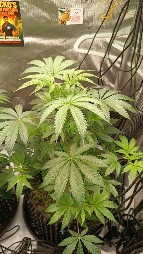 Rocko's Dutch Passion Double Run. Week 7 - TSK Tag 42