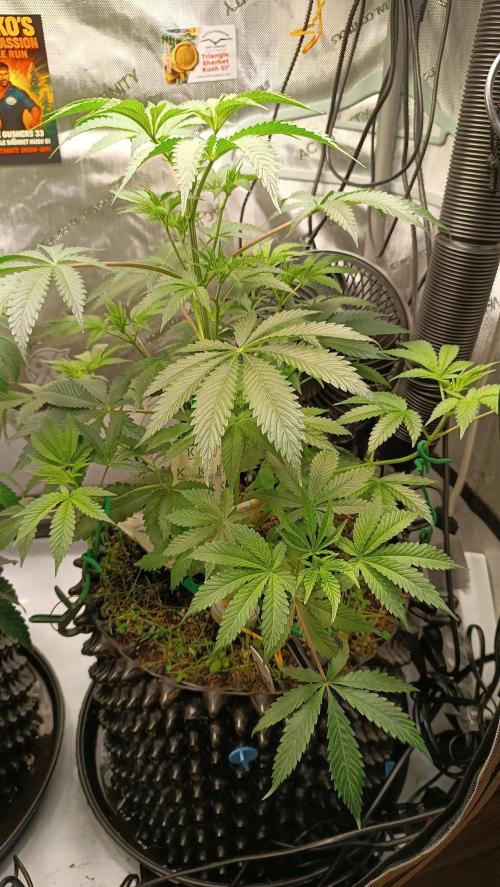 Rocko's Dutch Passion Double Run. Week 7 - TSK Tag 42