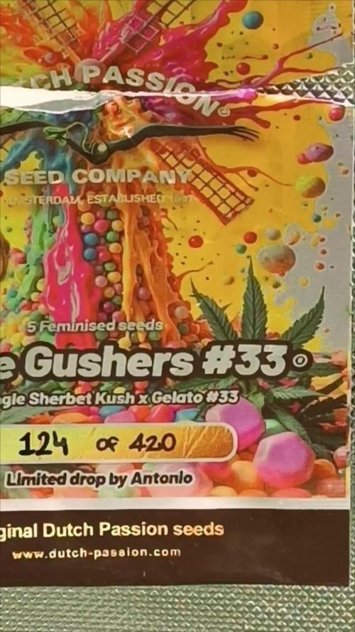 Rocko's Dutch Passion Double Run