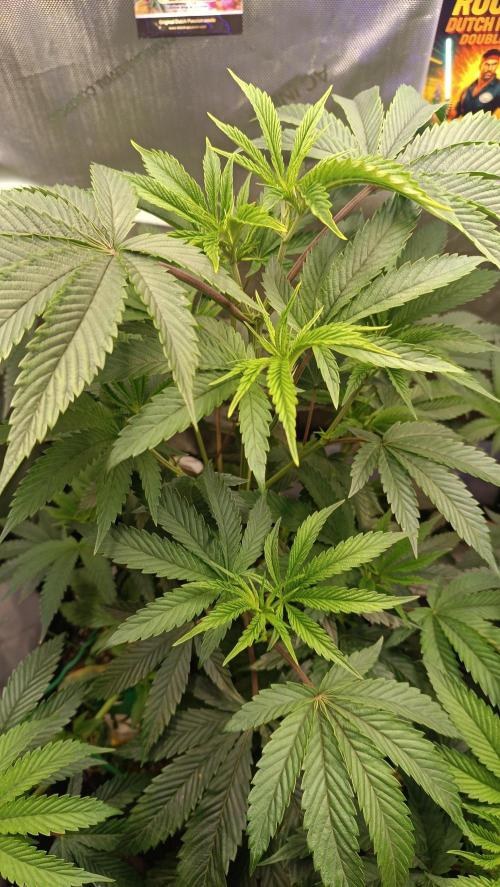 Rocko's Dutch Passion Double Run. Week 8 - WG 33 Tag 49