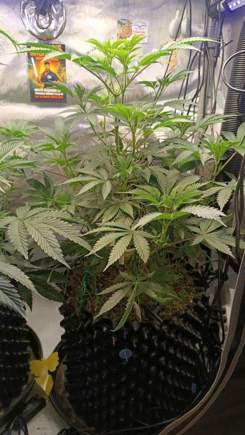 Rocko's Dutch Passion Double Run. Week 8 - TSK Tag 49