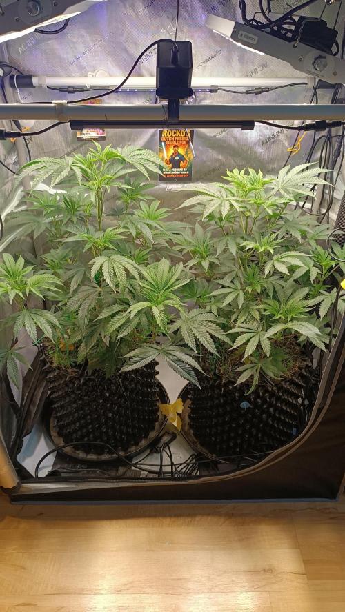 Rocko's Dutch Passion Double Run. Week 8