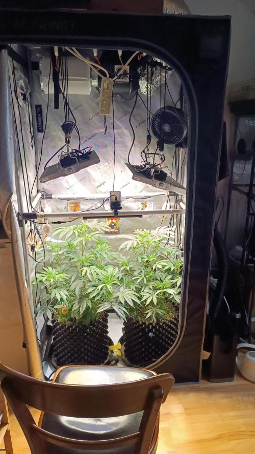 Rocko's Dutch Passion Double Run. Week 8