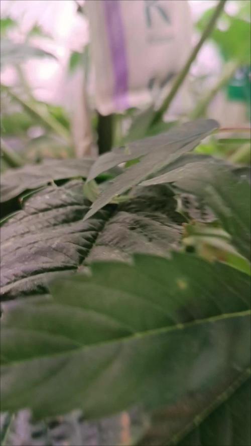 Rocko's Dutch Passion Double Run