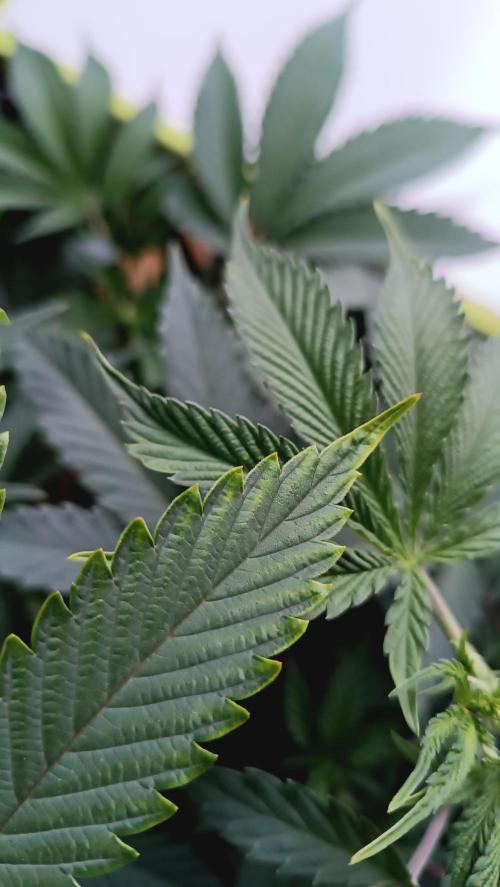 Rocko's Dutch Passion Double Run. Week 9 - Das kam nach dem toppen