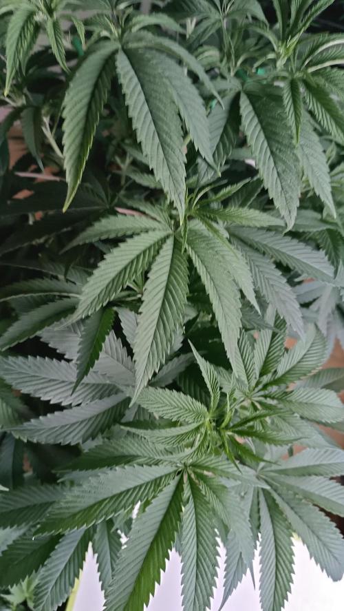 Rocko's Dutch Passion Double Run. Week 9 - Unter Tageslicht