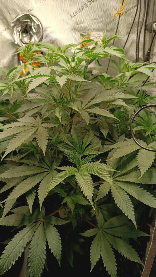 Rocko's Dutch Passion Double Run. Week 9 - TSK Tag 56