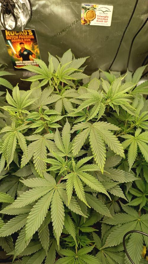 Rocko's Dutch Passion Double Run. Week 9 - TSK Tag 56