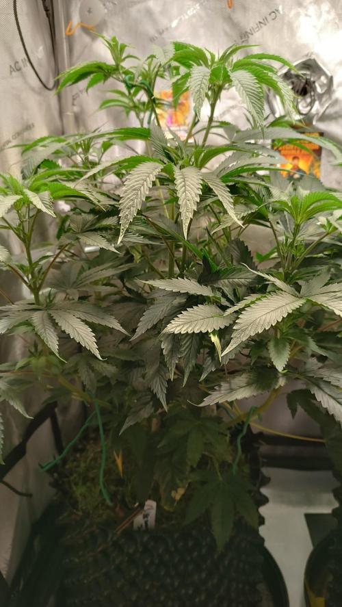 Rocko's Dutch Passion Double Run. Week 9 - WG 33 Tag 56