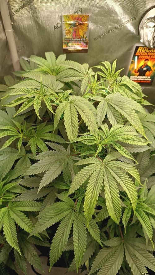 Rocko's Dutch Passion Double Run. Week 9 - WG 33 Tag 56