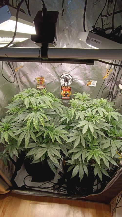 Rocko's Dutch Passion Double Run. Week 9