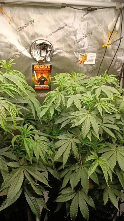 Rocko's Dutch Passion Double Run