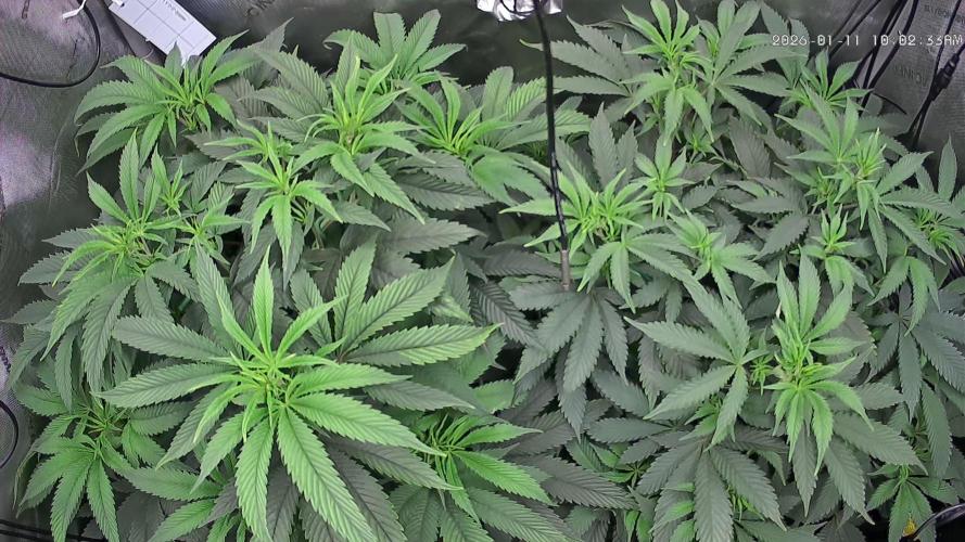 Rocko's Dutch Passion Double Run. Week 10 - Growcam 