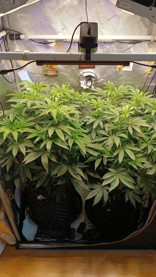 Rocko's Dutch Passion Double Run. Week 10 - Tag 63 