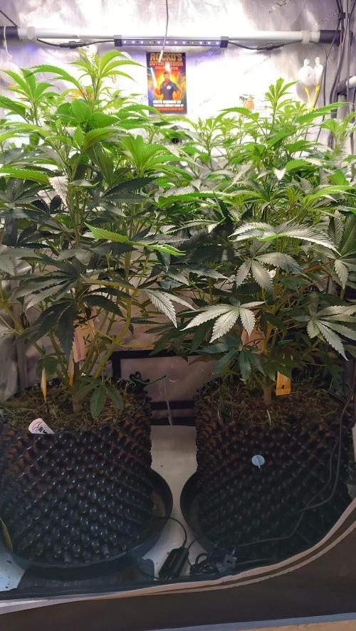 Rocko's Dutch Passion Double Run. Week 10 - Tag 63 