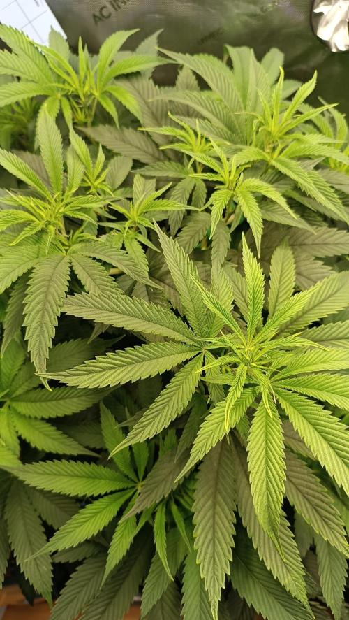 Rocko's Dutch Passion Double Run. Week 10 - WG 33 Tag 63