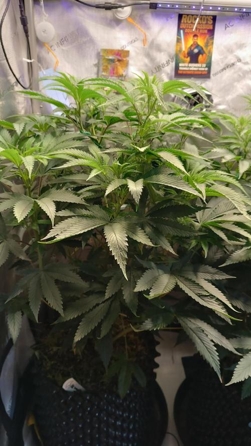 Rocko's Dutch Passion Double Run. Week 10 - WG 33 Tag 63