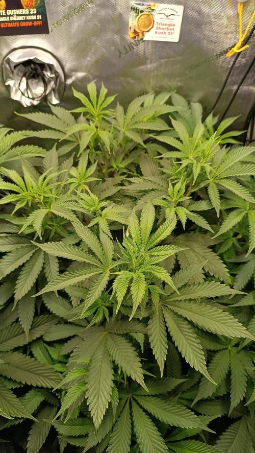 Rocko's Dutch Passion Double Run. Week 10 - TSK Tag 63