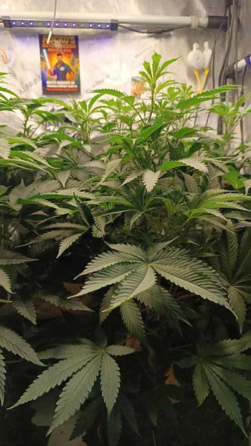 Rocko's Dutch Passion Double Run. Week 10 - TSK Tag 63