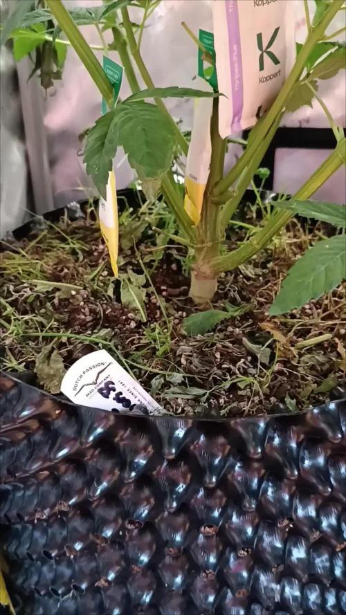 Rocko's Dutch Passion Double Run