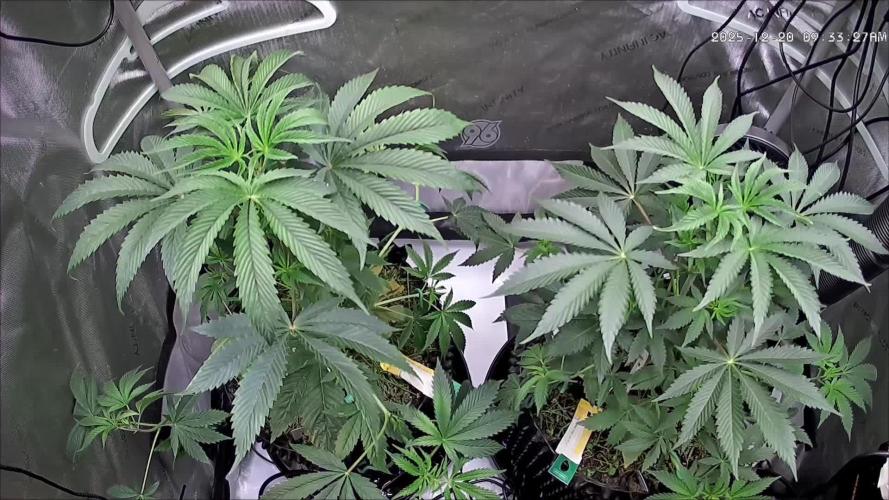 Rocko's Dutch Passion Double Run