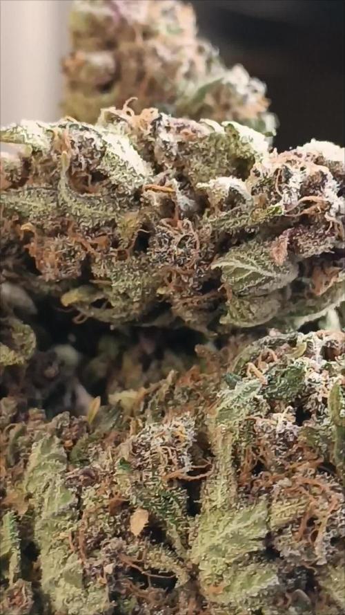 Rocko's Tropicana Cookies FF