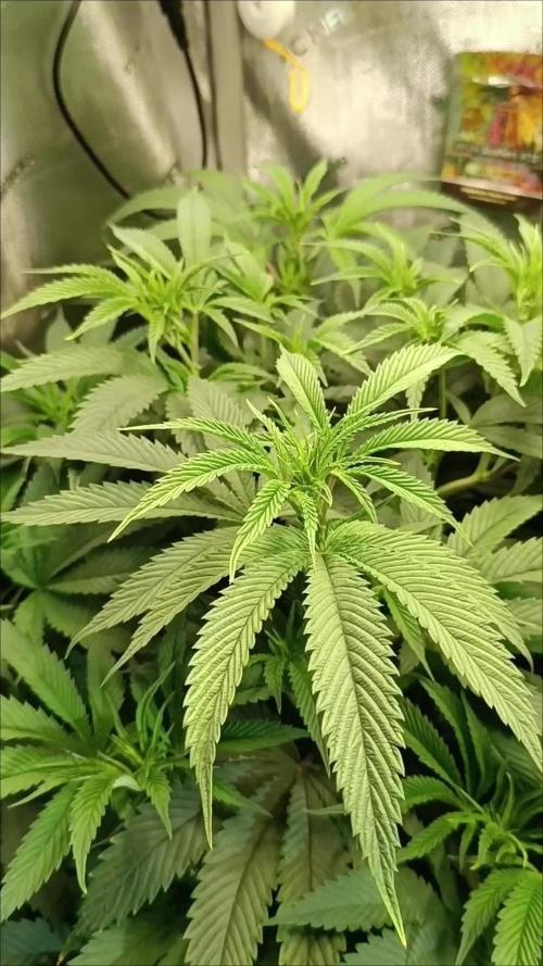 Rocko's Dutch Passion Double Run