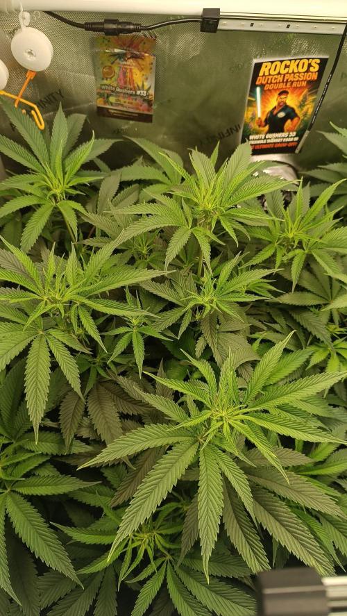 Rocko's Dutch Passion Double Run. Week 11 - WG 33 Day 70