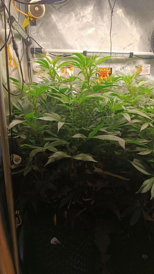 Rocko's Dutch Passion Double Run. Week 11 - WG 33 Day 70 