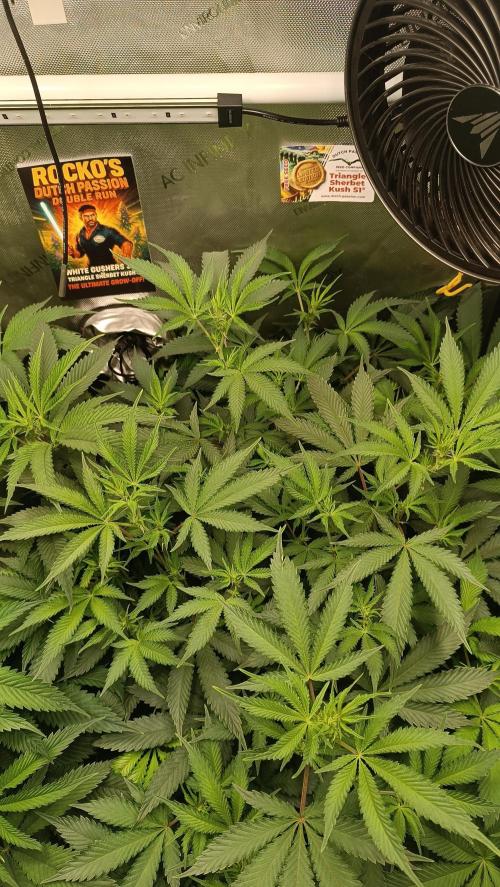 Rocko's Dutch Passion Double Run. Week 11 - TSK Day 70 