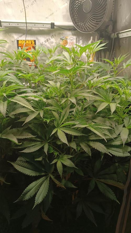 Rocko's Dutch Passion Double Run. Week 11 - TSK Day 70 