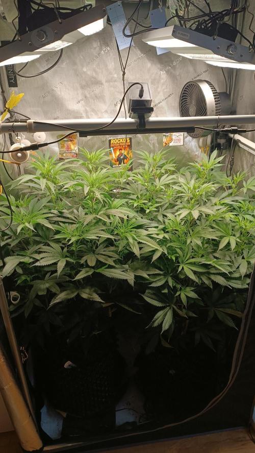 Rocko's Dutch Passion Double Run. Week 11 - Bloom Day 10