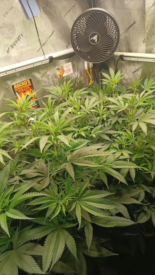 Rocko's Dutch Passion Double Run. Week 11 - Bloom Day 10