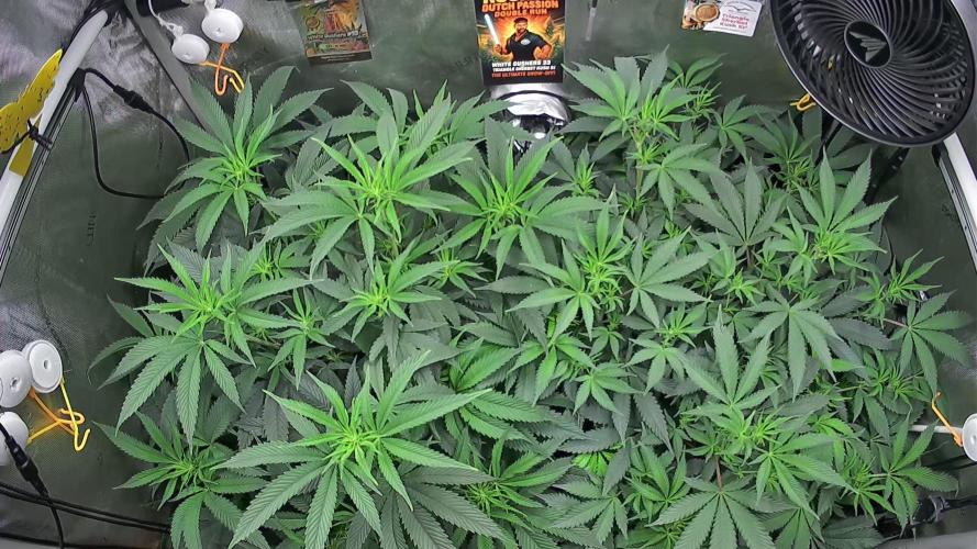 Rocko's Dutch Passion Double Run. Week 11 - Growcam 