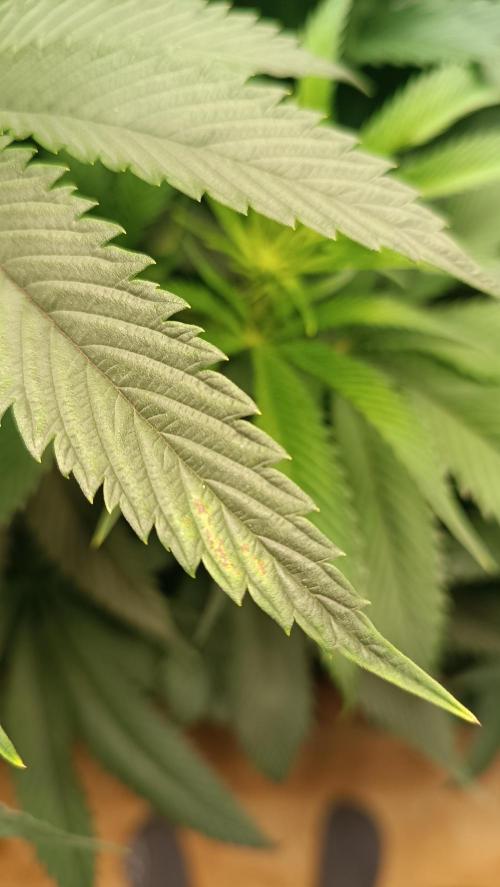 Rocko's Dutch Passion Double Run. Week 11 - Just one leaf 🤔