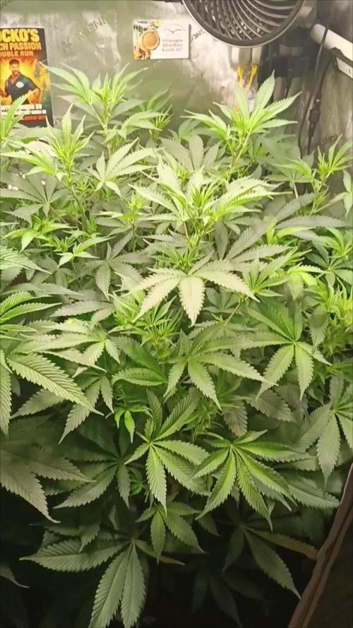 Rocko's Dutch Passion Double Run