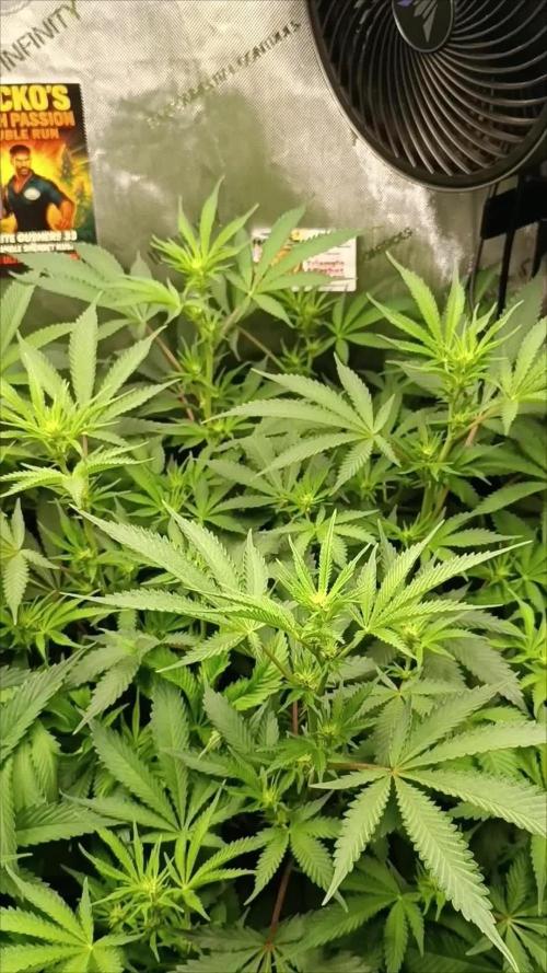 Rocko's Dutch Passion Double Run