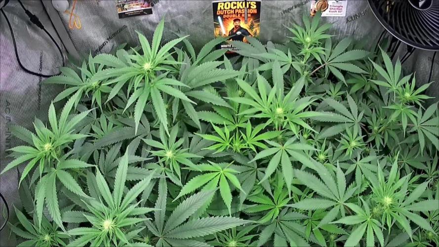 Rocko's Dutch Passion Double Run