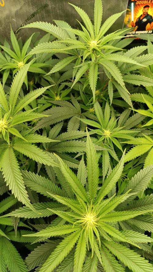 Rocko's Dutch Passion Double Run. Week 12 - WG 33 Day 77