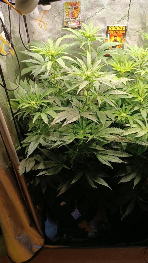 Rocko's Dutch Passion Double Run. Week 12 - WG 33 Day 77 