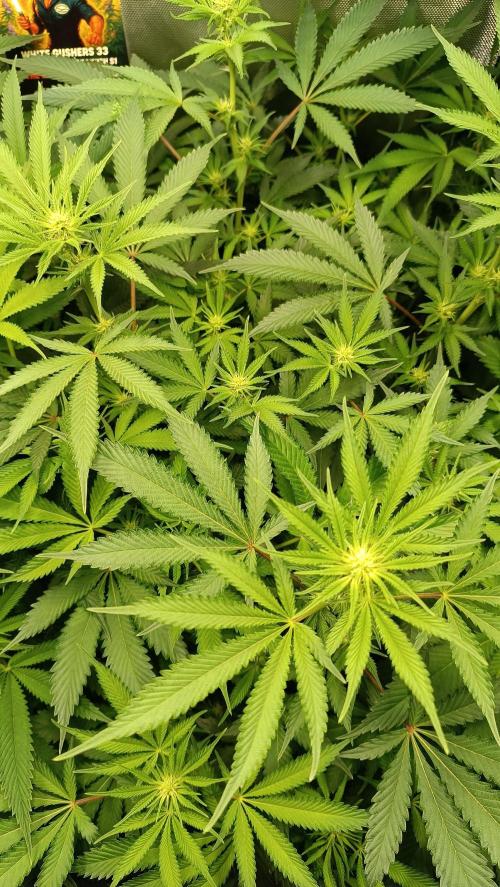 Rocko's Dutch Passion Double Run. Week 12 - TSK Day 77