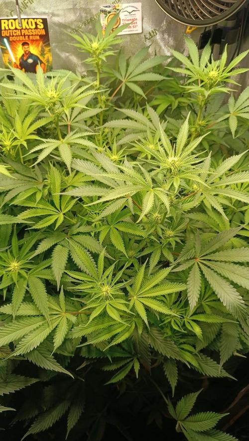 Rocko's Dutch Passion Double Run. Week 12 - TSK Day 77 