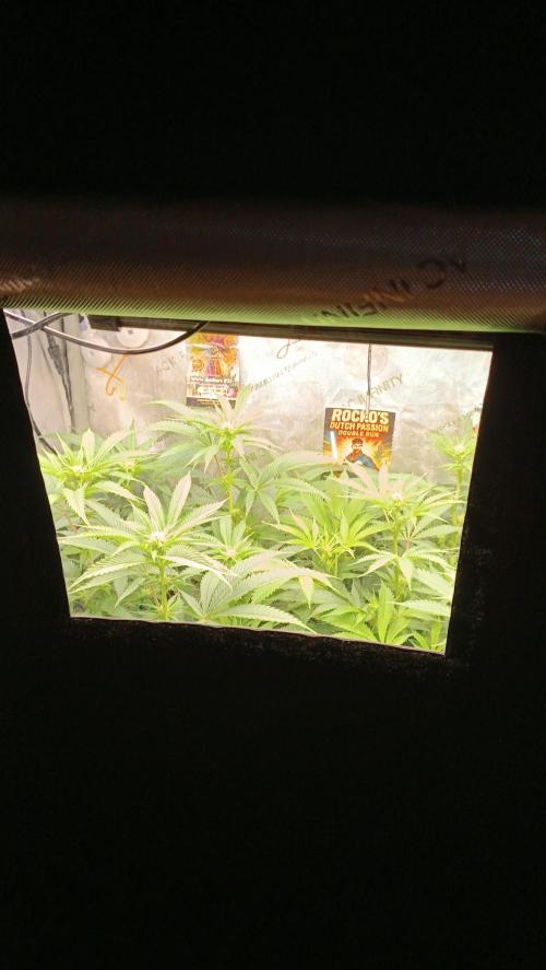 Rocko's Dutch Passion Double Run. Week 12 - Day 77/. Bloom 17 