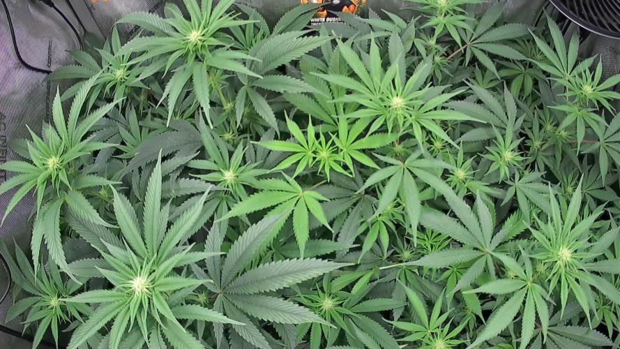 Rocko's Dutch Passion Double Run. Week 12 - Growcam 