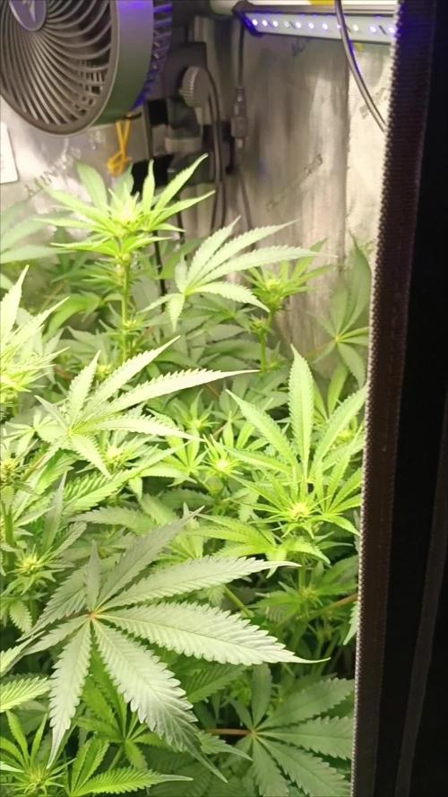 Rocko's Dutch Passion Double Run