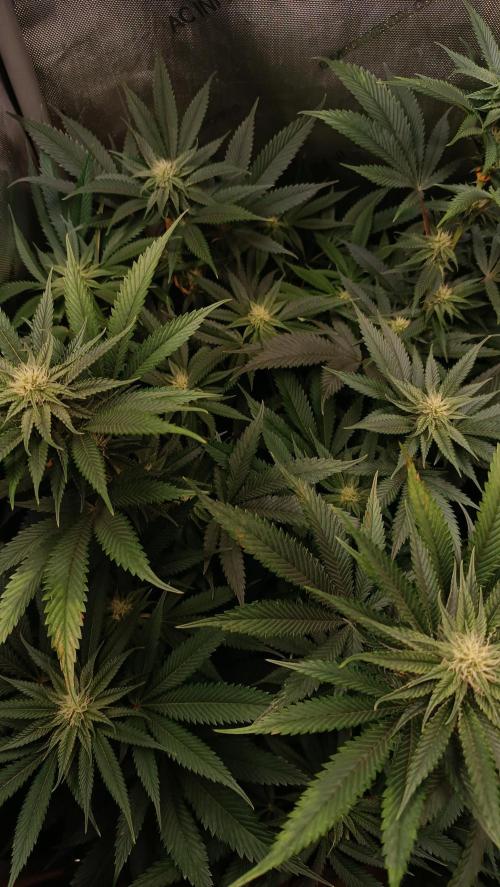 Rocko's Dutch Passion Double Run. Week 13 - WG 33 Day 84