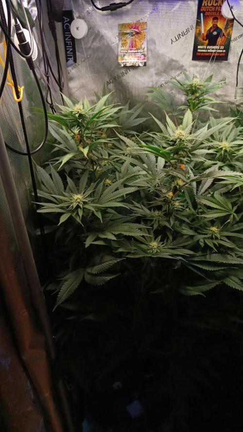 Rocko's Dutch Passion Double Run. Week 13 - WG 33 Day 84 