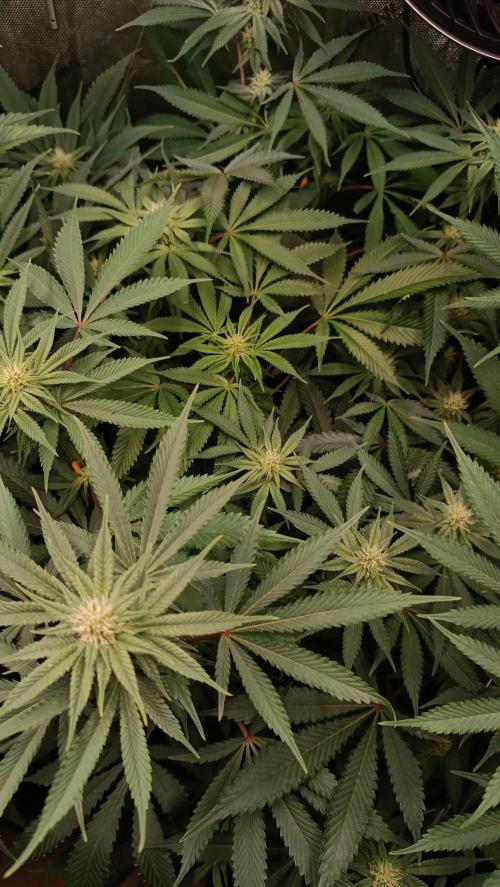 Rocko's Dutch Passion Double Run. Week 13 - TSK Day 84