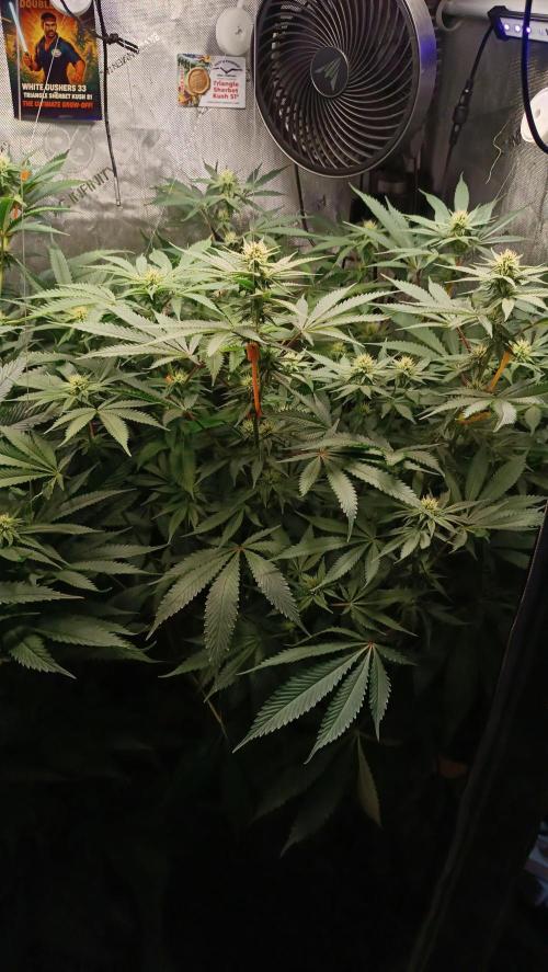 Rocko's Dutch Passion Double Run. Week 13 - TSK Day 84