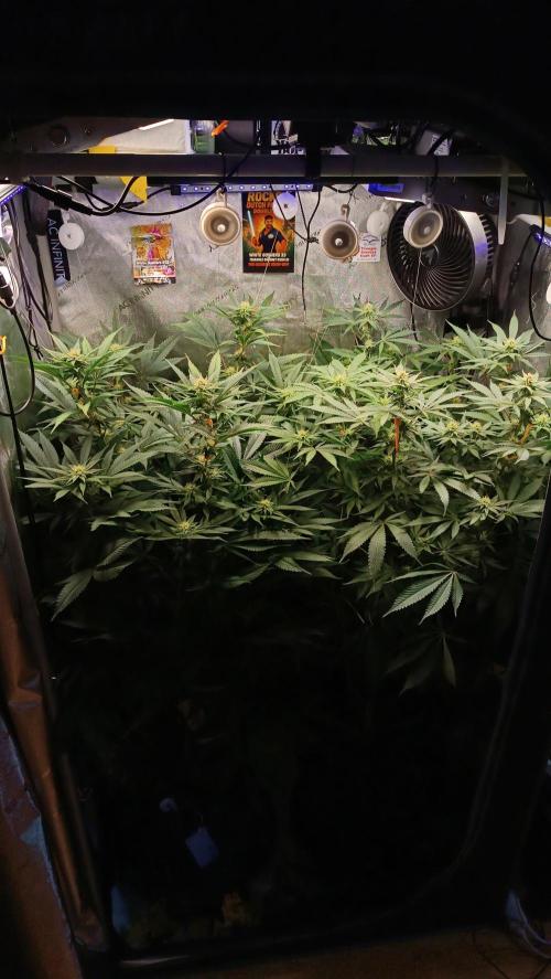 Rocko's Dutch Passion Double Run. Week 13 - Bloom Day 24